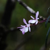 Adrorhizon purpurascens (Thwaites) Hook.f.